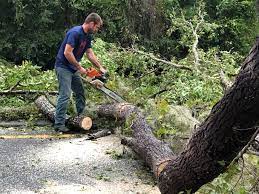 Best Hazardous Tree Removal  in Corydon, IA