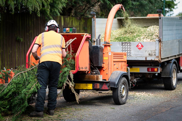 How Our Tree Care Process Works  in  Corydon, IA