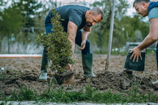 Best Weed Control  in Corydon, IA