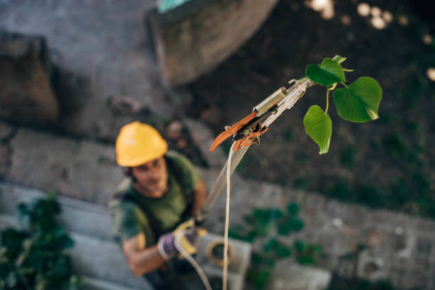 Best Fruit Tree Pruning  in Corydon, IA