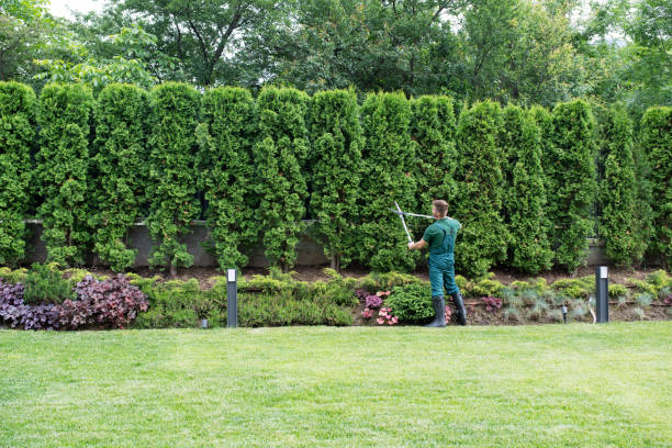 Best Sod Installation  in Corydon, IA