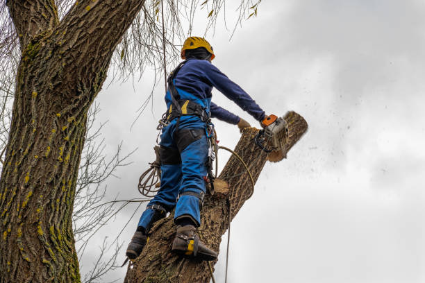 Best Tree Disease Treatment  in Corydon, IA