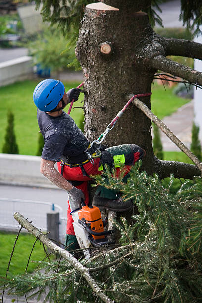 Best Tree and Shrub Care  in Corydon, IA