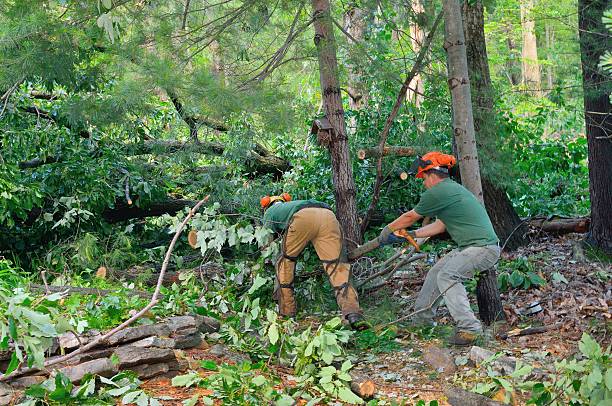 Professional Tree Services in Corydon, IA