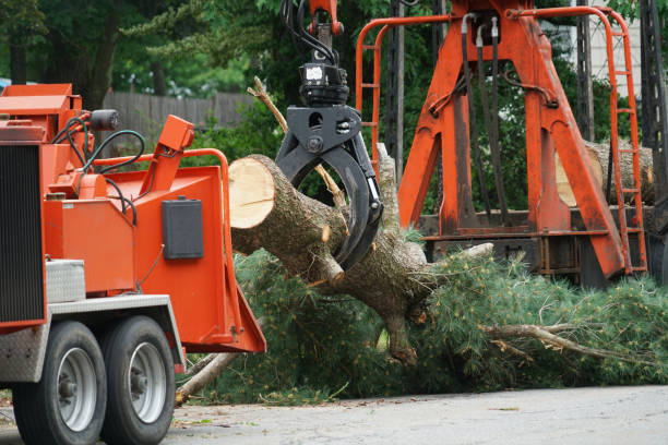 Best Commercial Tree Services  in Corydon, IA