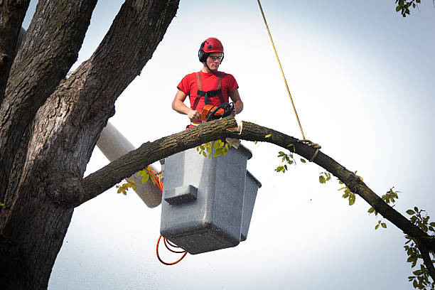 Best Storm Damage Tree Cleanup  in Corydon, IA