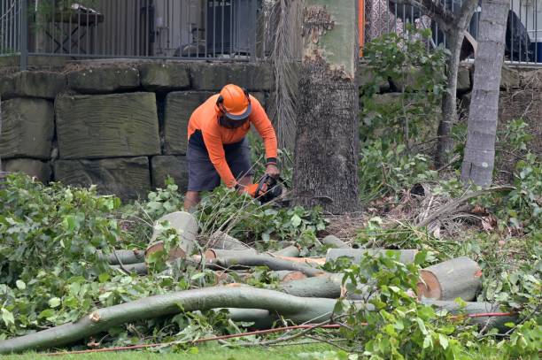 Trusted Corydon, IA Tree Services Experts